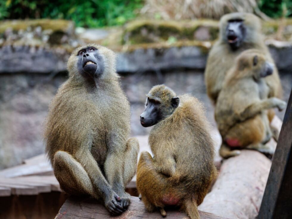 Weiter Debatte um Pavian-Tötungspläne in Nürnberger Zoo