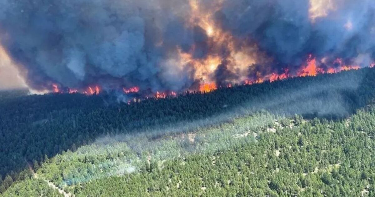 Extreme Hitzewelle: Über 170 Waldbrände wüten an der Westküste Kanadas ...