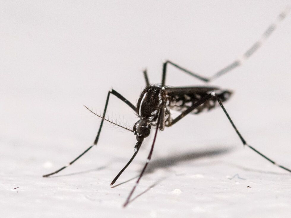 West-Nil-Virus auch in Europa? Rekord bei von Mücken übertragenen Viren in der EU