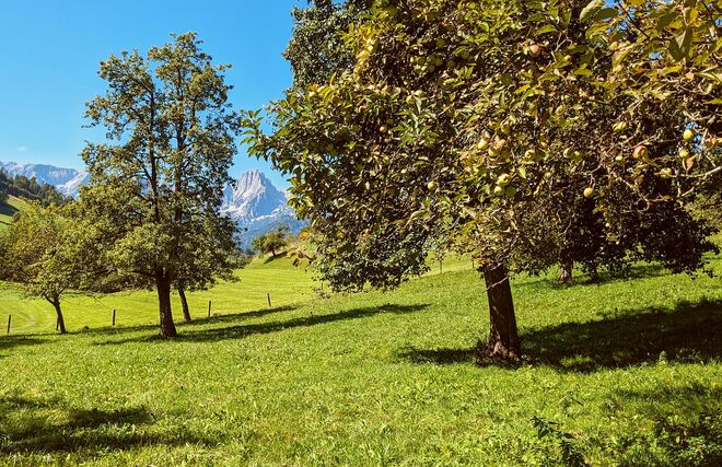 . . . ein Fenster für die Spitzmauer . . . .