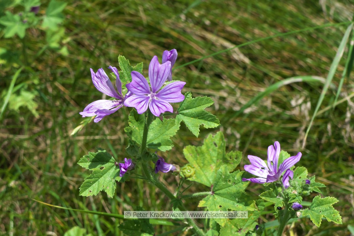 Malva sylvestris SALZBURGWIKI