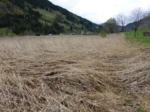 Patschgwiese 4.jpg