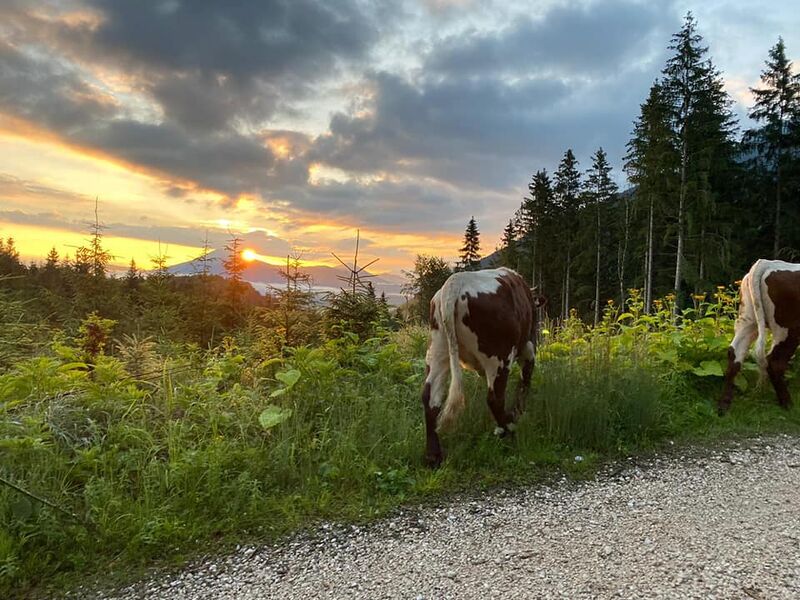 Datei:Vierkaseralm Almauftrieb 2021 00.jpg