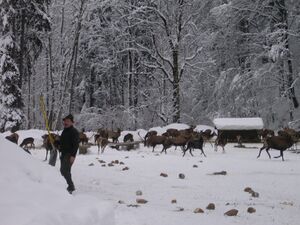 Hirschfütterung in Hintersee 056.jpg