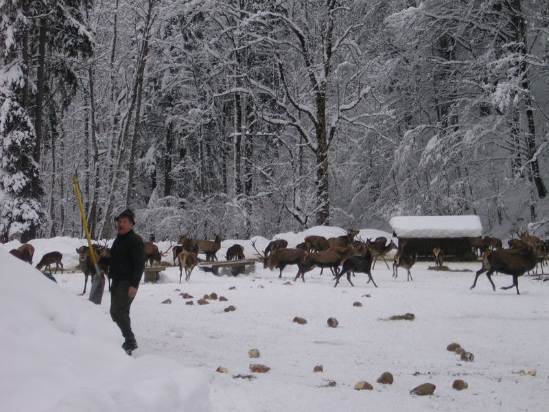 Datei:Hirschfütterung in Hintersee 056.jpg