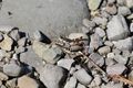 Vorschaubild der Version vom 11:06, 13. Apr. 2016