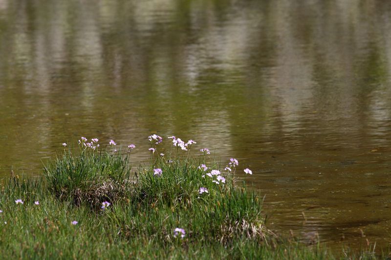 Datei:Lacken weißpriach 29551 2016-07-10.jpg