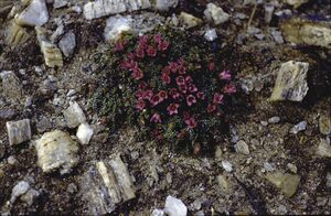 Pioniervegetation in der Gamsgrube 07.jpg