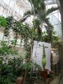 Titanenwurz im Palmenhaus.jpg