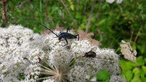 Moschusbock Heutal Unken 1 (23).jpg