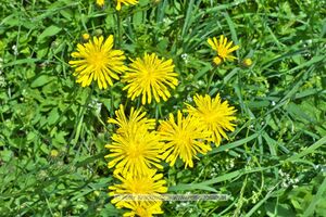 Fauna und Flora Bilder noch zum Bestimmen 08.jpg