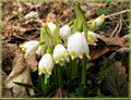 Fruehlingsknotenblumen.jpg