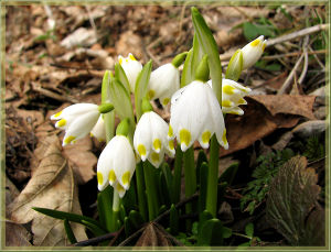 Fruehlingsknotenblumen.jpg