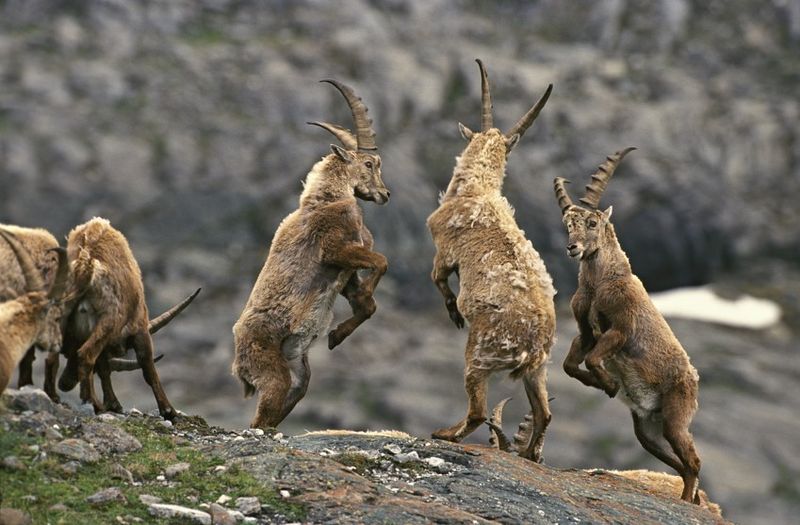 Datei:Grossglockner Steinbock.jpg