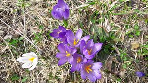 Krokusse 02.jpg