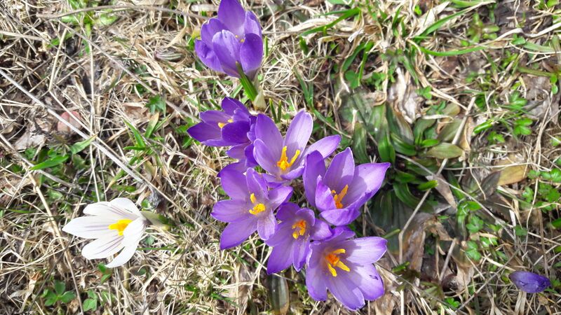 Datei:Krokusse 02.jpg