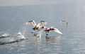Abfliegende Jungschwäne über dem Zeller See.jpg