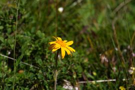 Wirpitschalm, arnika 29827 2016-07-10.jpg
