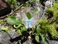 Argus-Bläuling, Männchen, Blühnbachtal 8.jpg