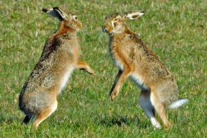 Hase Kampf 01.jpg