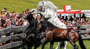 Hengstauftrieb in Rauris.jpg