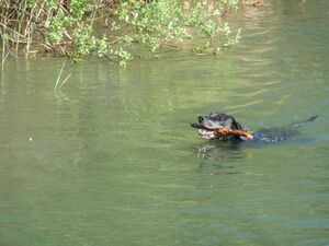 Im Großen Seekanal.jpg