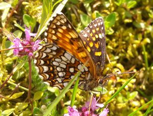 Lepidoptera Seidlwinkltal 1 (3).jpg