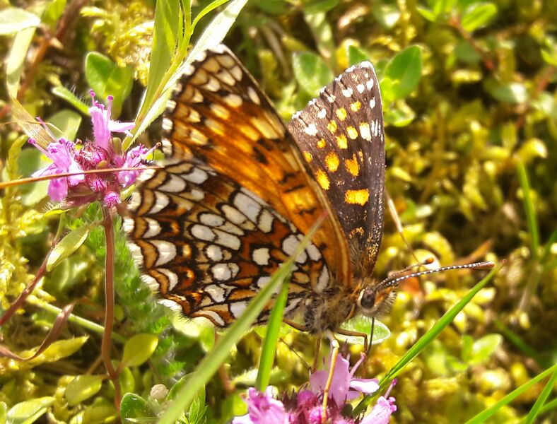 Datei:Lepidoptera Seidlwinkltal 1 (3).jpg
