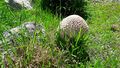Parasol Lungau Mariapfarr 1 (3).jpg