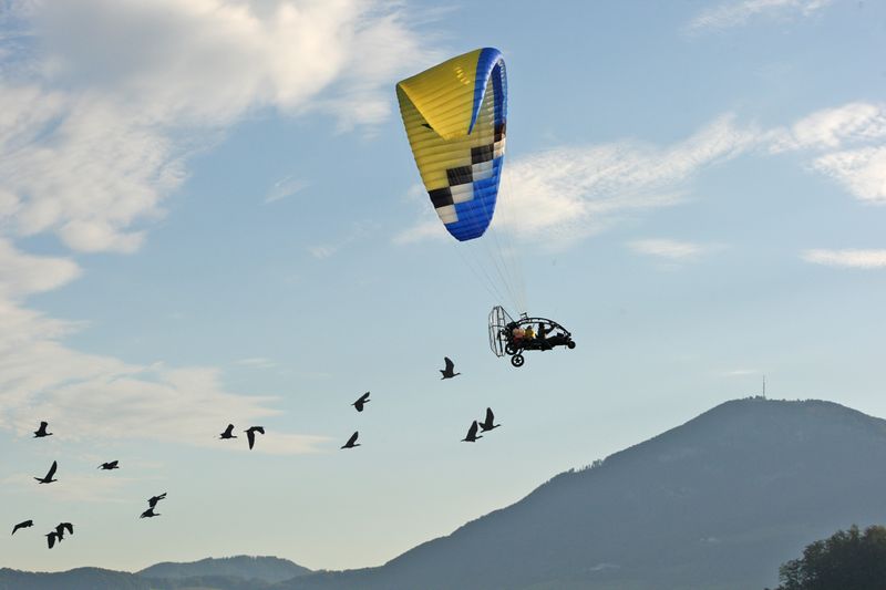 Datei:Waldrapp Flug.jpg