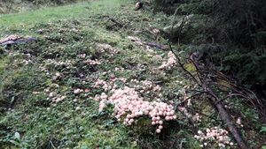 Birnen-Stäubling.04.jpg