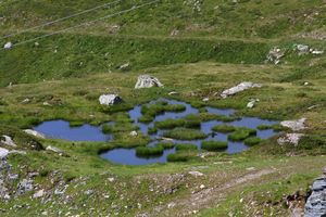 Hochsee biotop obertauern 31533 2016-08-04.jpg