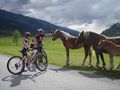 Begegnung am Tauernradweg bei Piesendorf.jpg