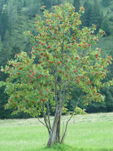 Datei:Lettenalm, Mühlbach am Hochkönig.jpg