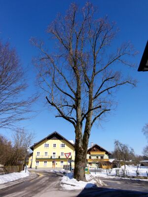 Mächtiger Baum bei der Wegkreuzung in Sighartstein.jpg