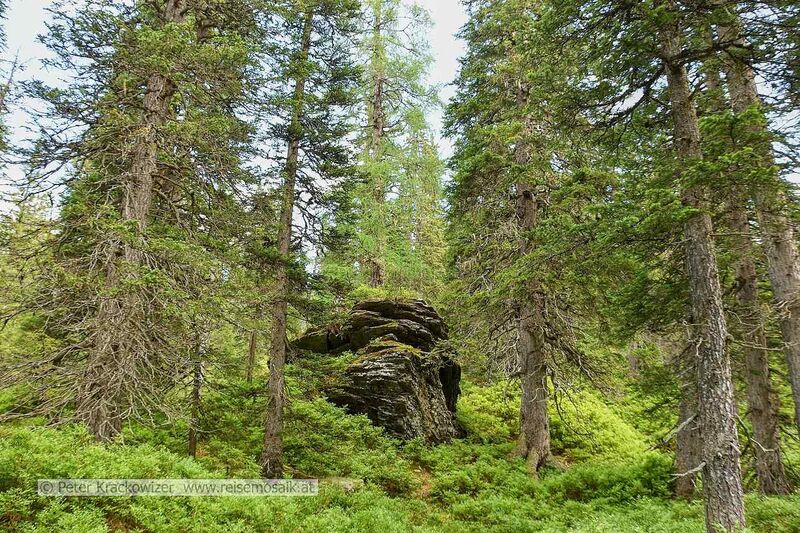 Datei:Rauriser Urwald 21.jpg