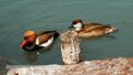 Tierpark Robert Scheck 03.jpg