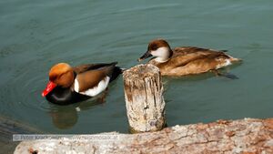 Tierpark Robert Scheck 03.jpg