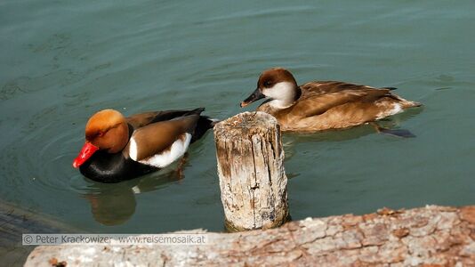 Tierpark Robert Scheck 03.jpg