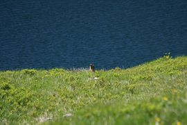Twenger almsee 18333 2010-07-08.jpg