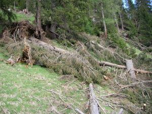 Windwurf 2007 03.JPG