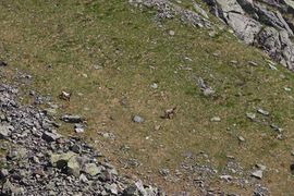 Gemse -poiskarl 27520 2016-06-24.jpg