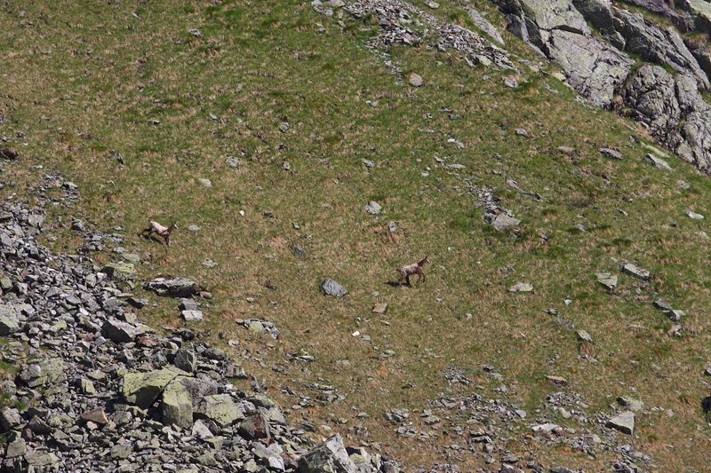 Datei:Gemse -poiskarl 27520 2016-06-24.jpg