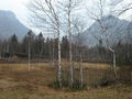 Moorgebiet in Inzell.jpg