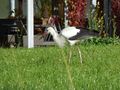 Storch, Lofer 7.jpg