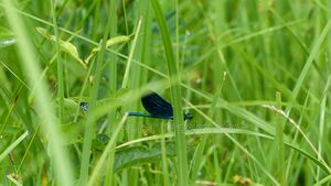 Wenger Moor Blauflügel Prachtlibelle.jpg