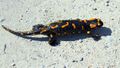 Feuersalamander.jpg