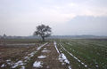 Walser Birnbaum. m. Weg R0011088.jpg