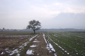 Walser Birnbaum. m. Weg R0011088.jpg