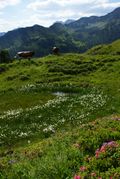 Weißpriachtal 18411 2011-07-09.jpg